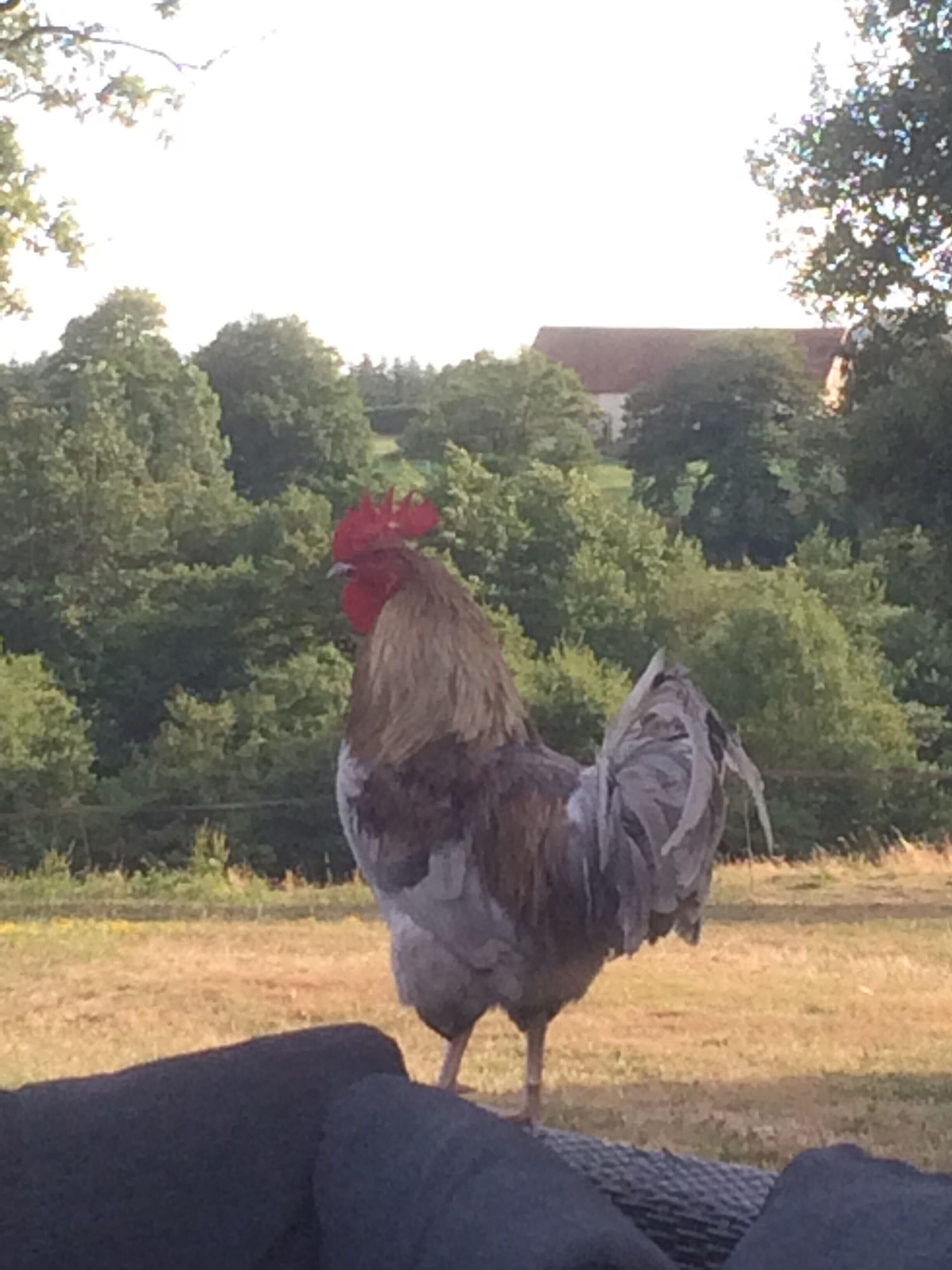 A rooster standing in a grassy area with trees and a building in the background.