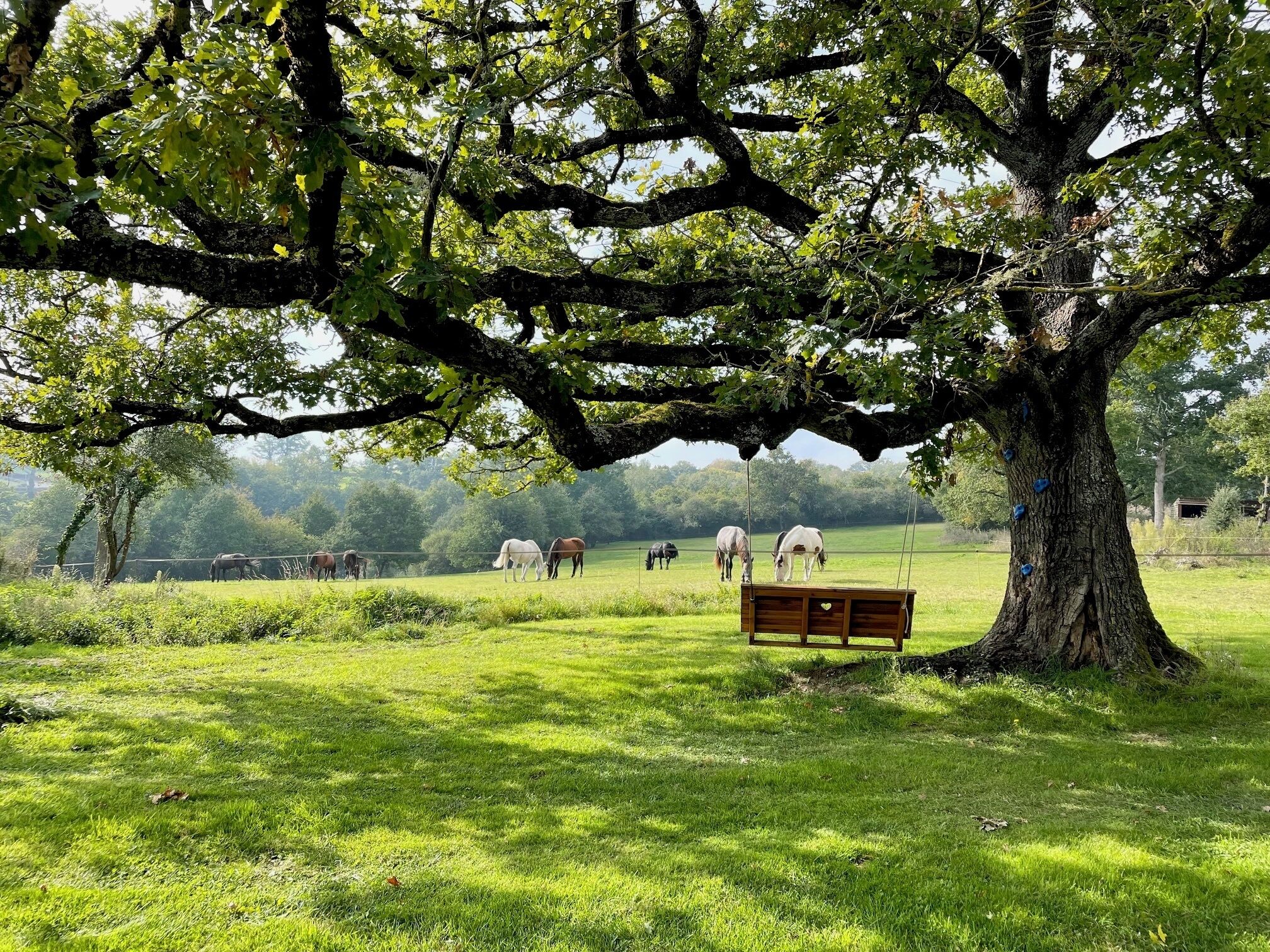 Un grand arbre sous lequel se trouve un banc, entouré d’un champ verdoyant où paissent des chevaux.