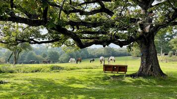 Un grand arbre sous lequel se trouve un banc, entouré d’un champ verdoyant où paissent des chevaux.