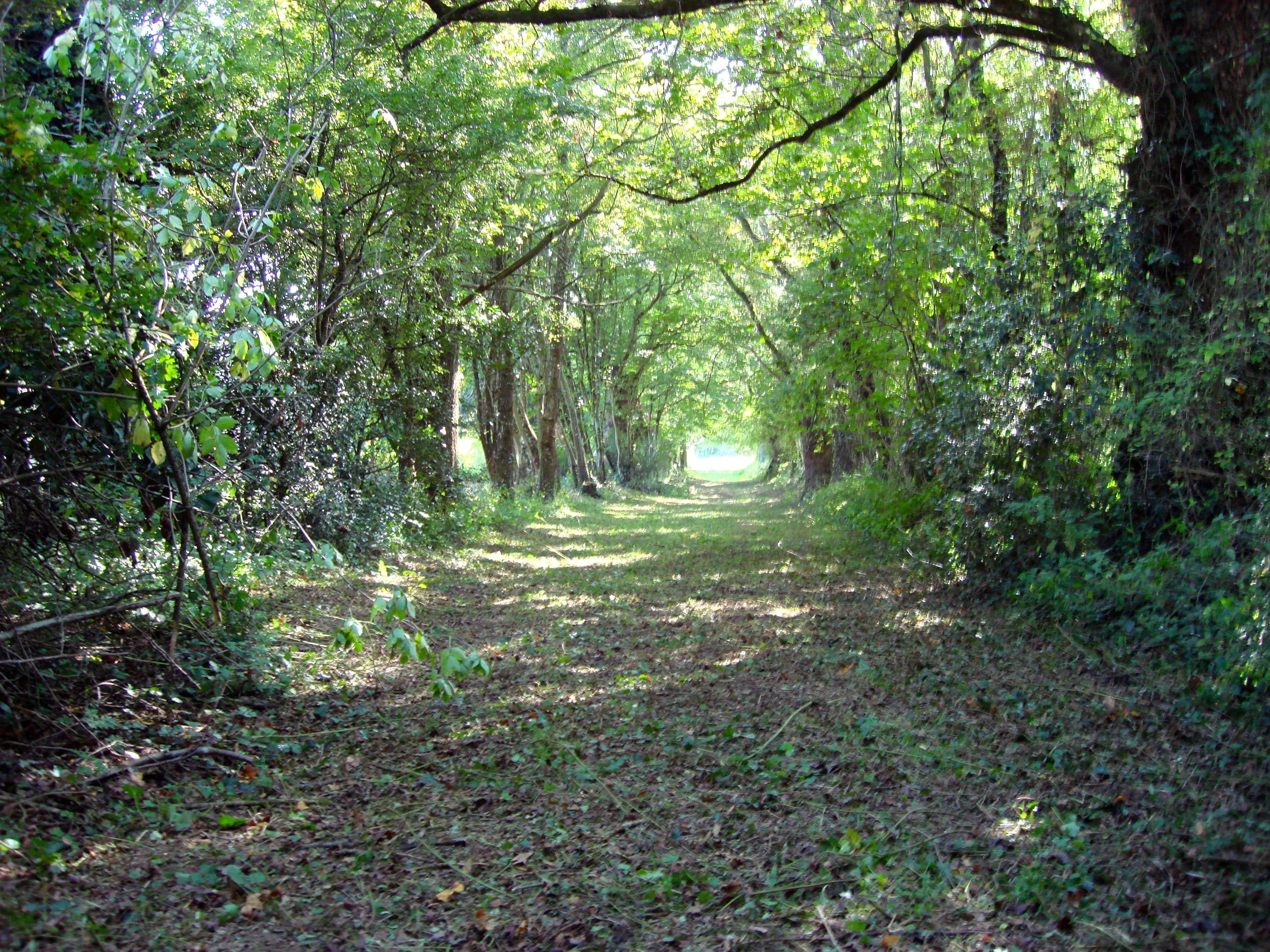 A forest path surrounded by dense foliage.