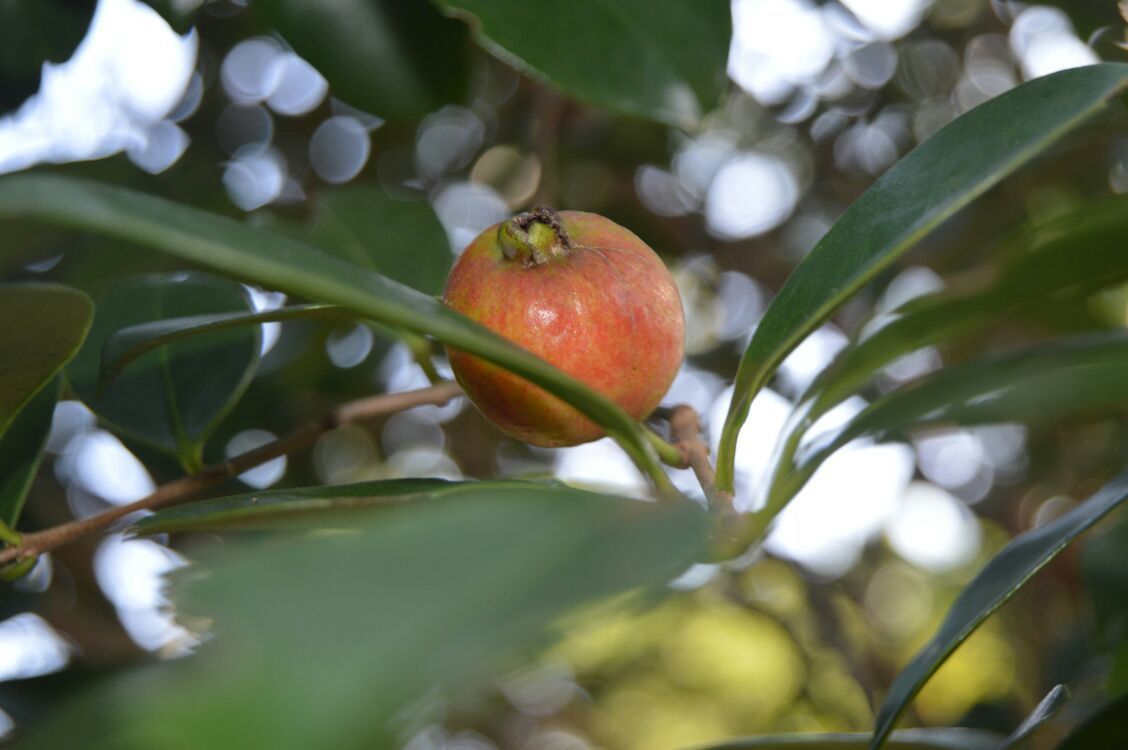 Uma única fruta pendurada em uma árvore com folhas verdes.