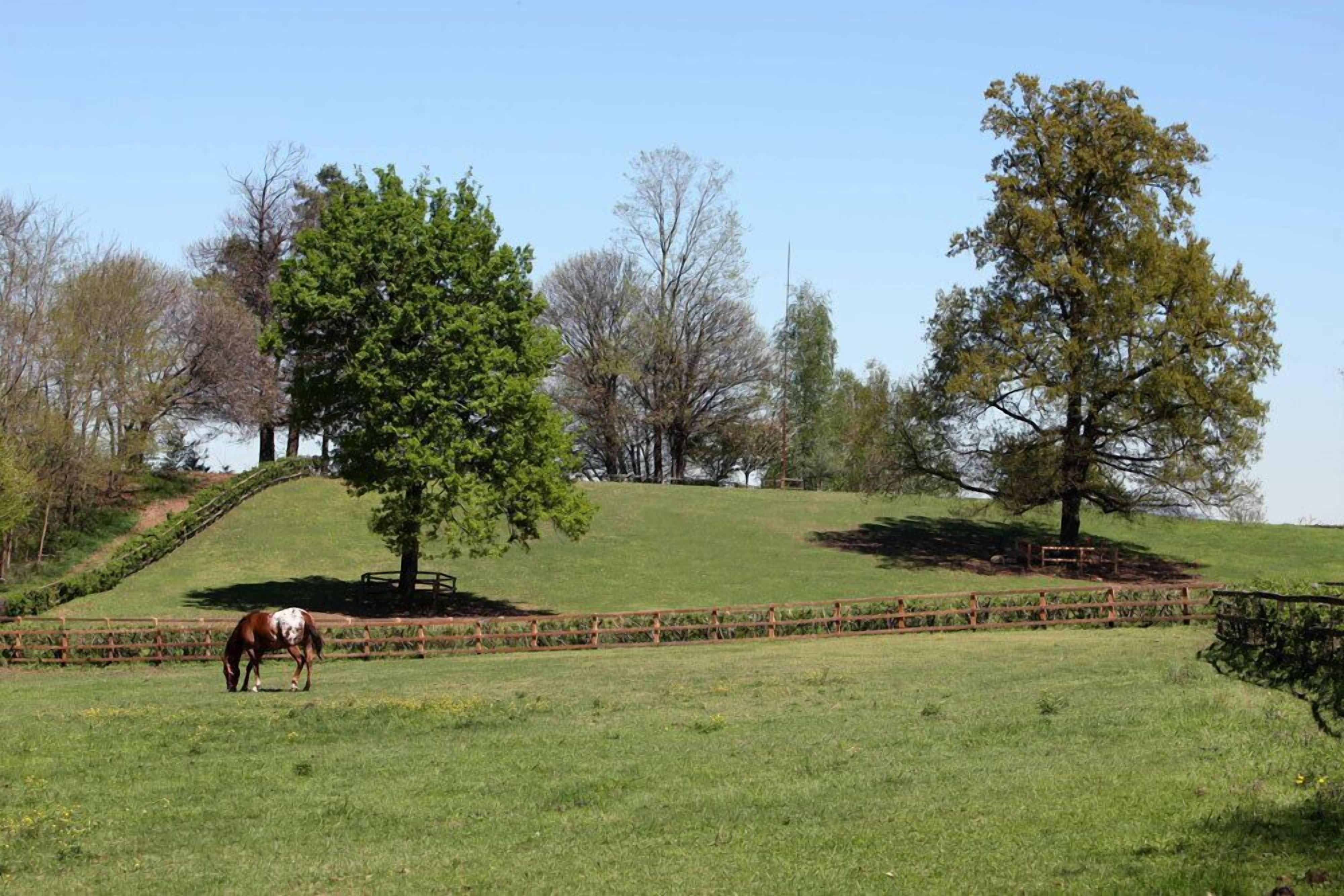 A horse grazing in a grassy field with trees and a wooden fence.