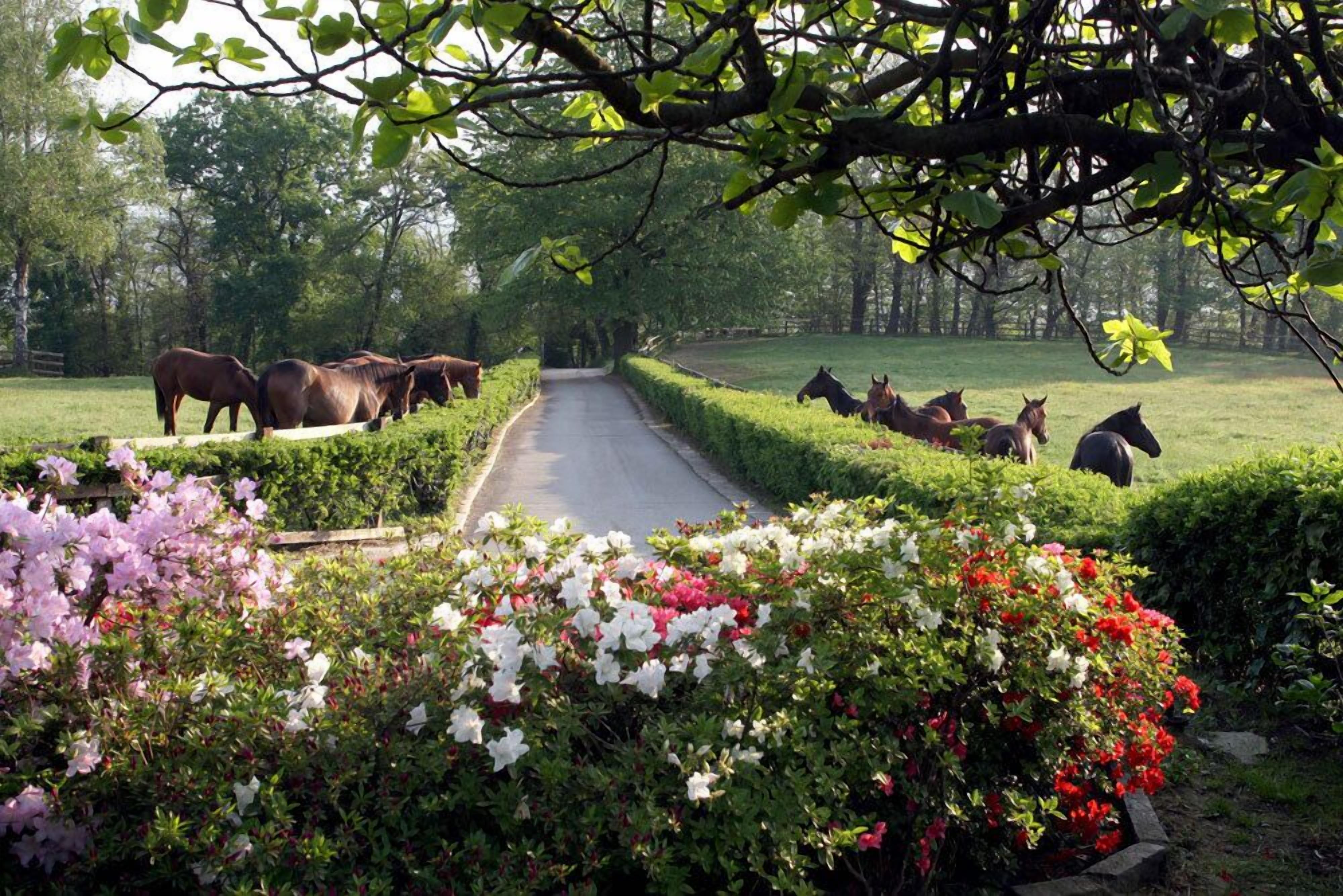 A pathway lined with horses and flowering bushes.
