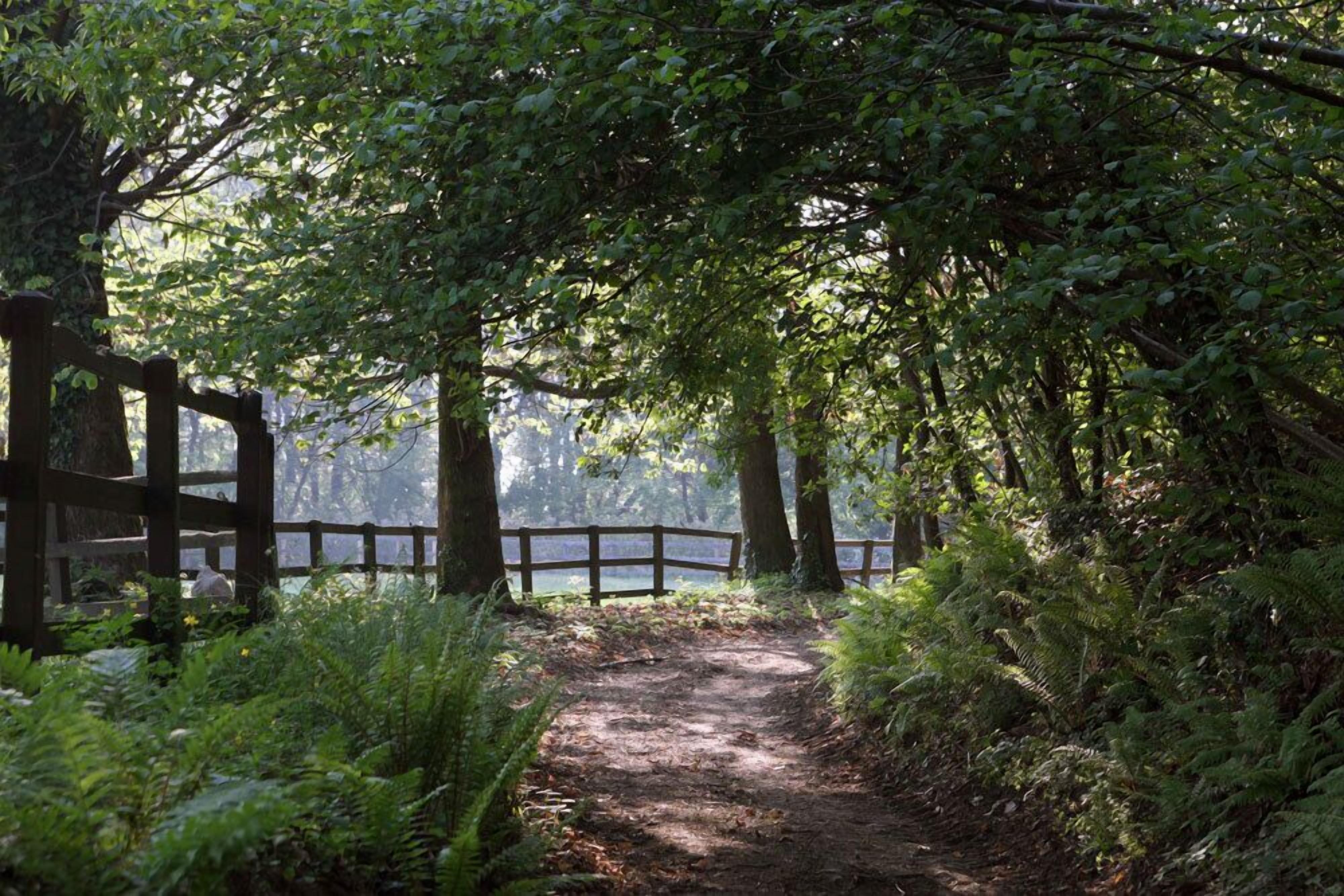 A forested path with a wooden fence and ferns.