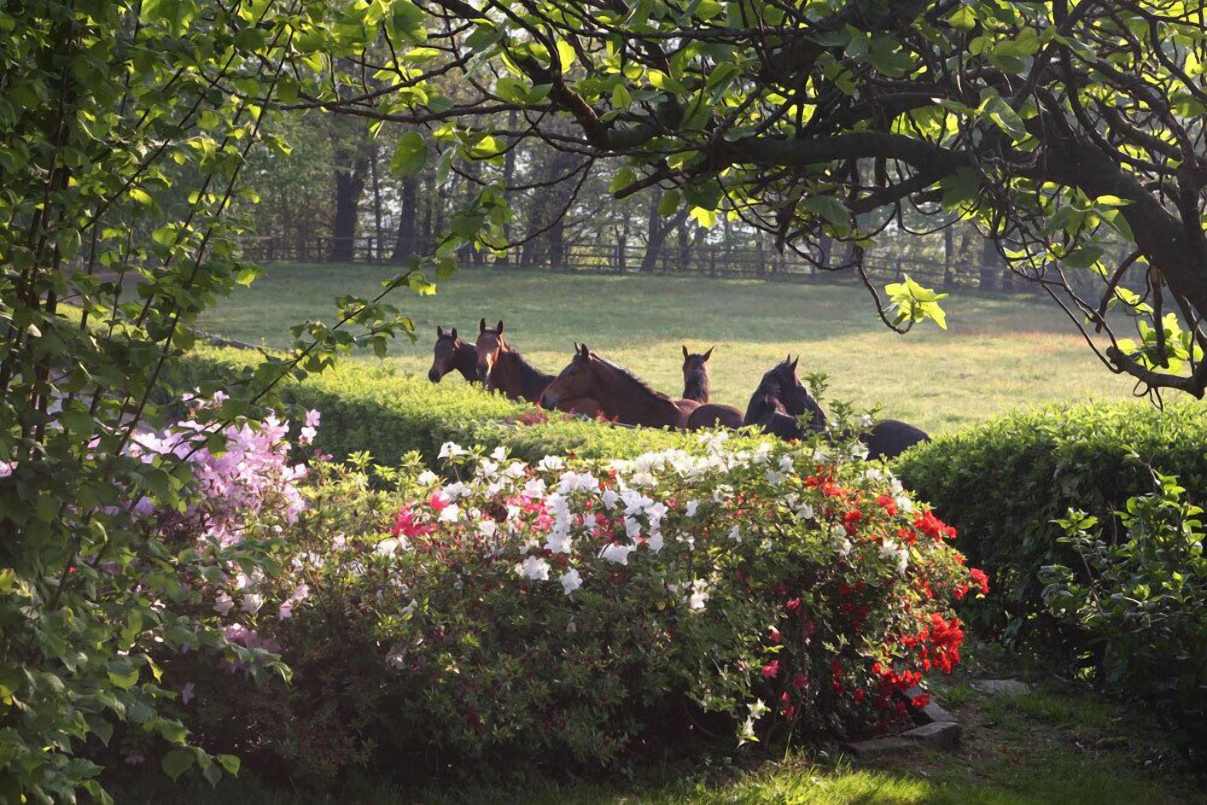 A group of horses grazing in a lush, green field with dense foliage and flowering bushes in the foreground.