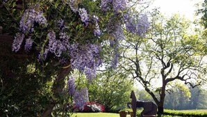 Un jardín con una estatua, abundante follaje y flores moradas.