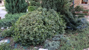 A well-maintained garden with various shrubs and a large coniferous tree. - Al Casolare (Corinaldo)