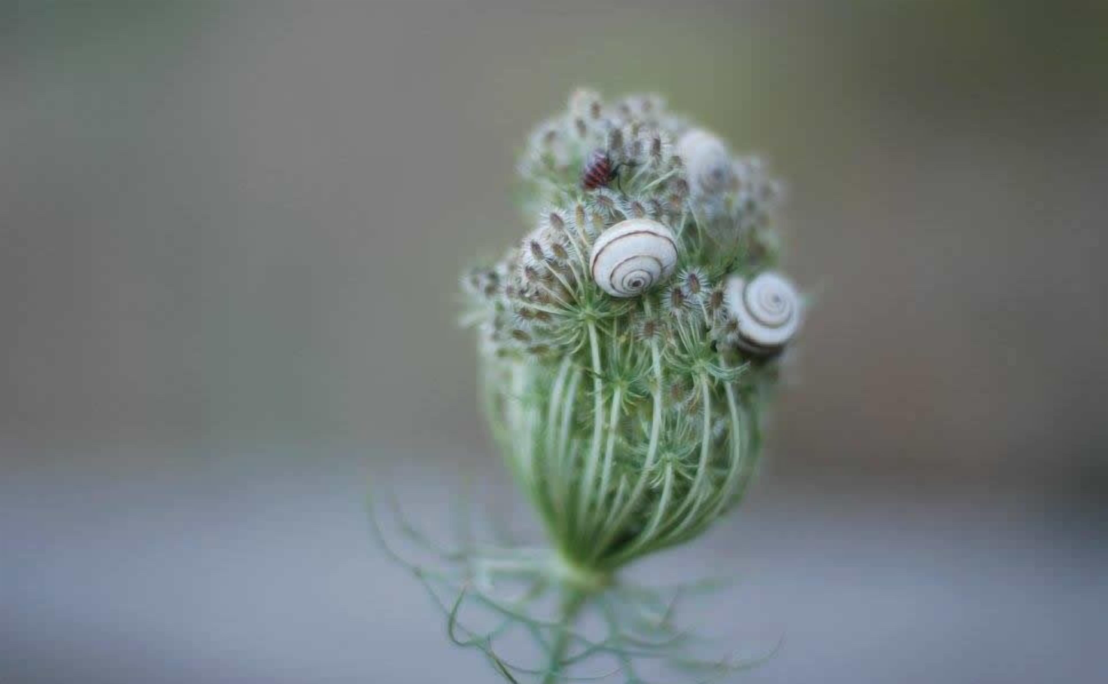 A close-up of a plant with two snail shells on it.