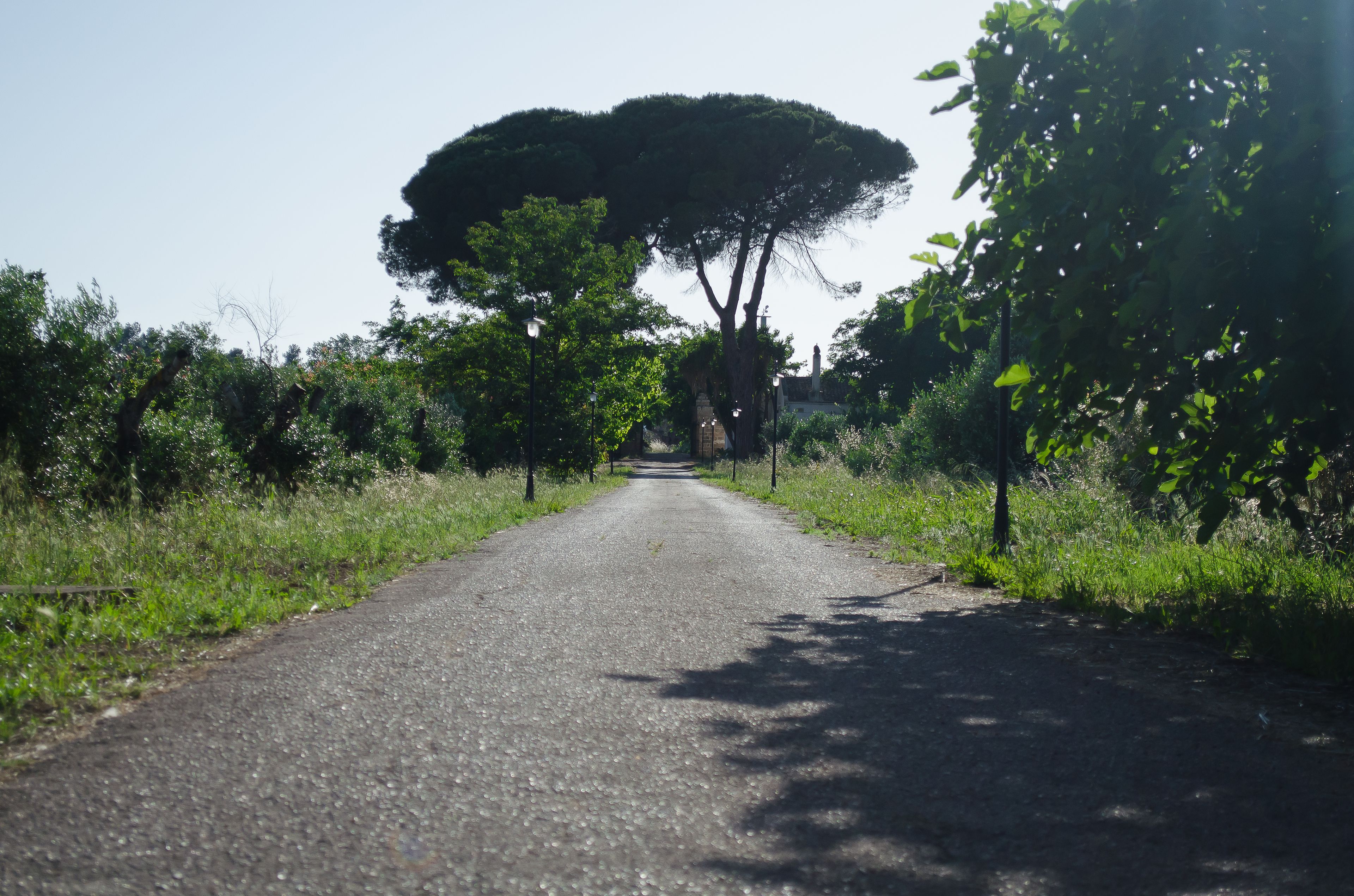 Une route de campagne asphaltée, bordée d’arbres et de végétation.