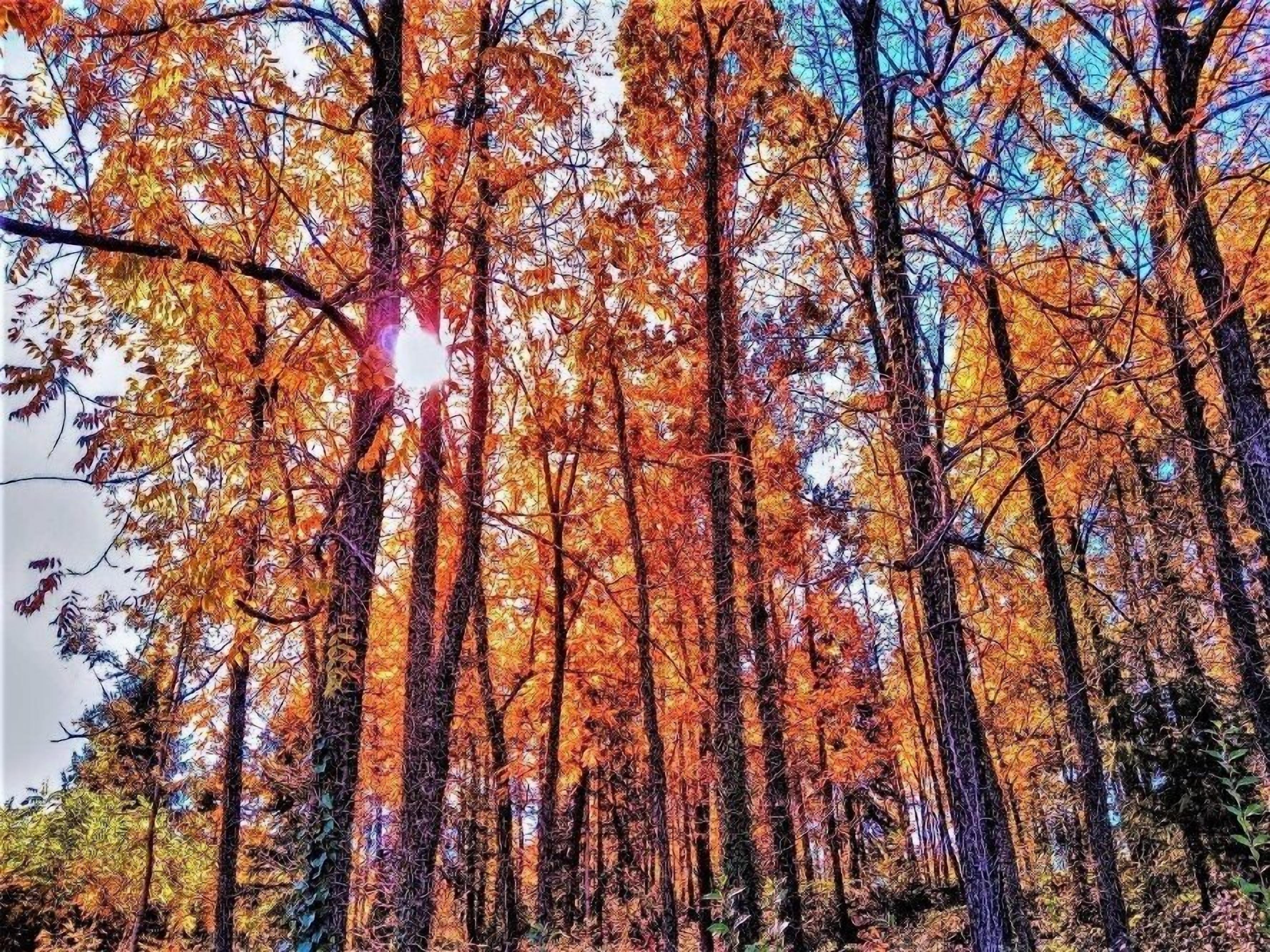 Ein dichter Wald mit hoch aufragenden Bäumen und Sonnenlicht, das durch das Laub scheint.