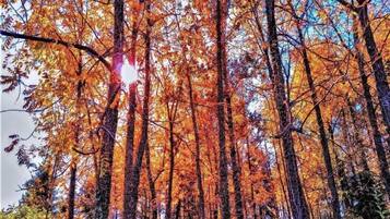 Ein dichter Wald mit hoch aufragenden Bäumen und Sonnenlicht, das durch das Laub scheint.
