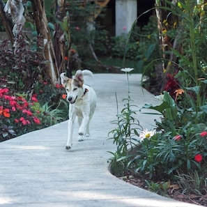 Pet-friendly