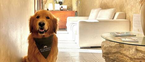Ein goldener Retriever sitzt in der Hotelhalle mit einem Schachbrettmuster-Bodenbelag, einer Couch und einem Glastisch.