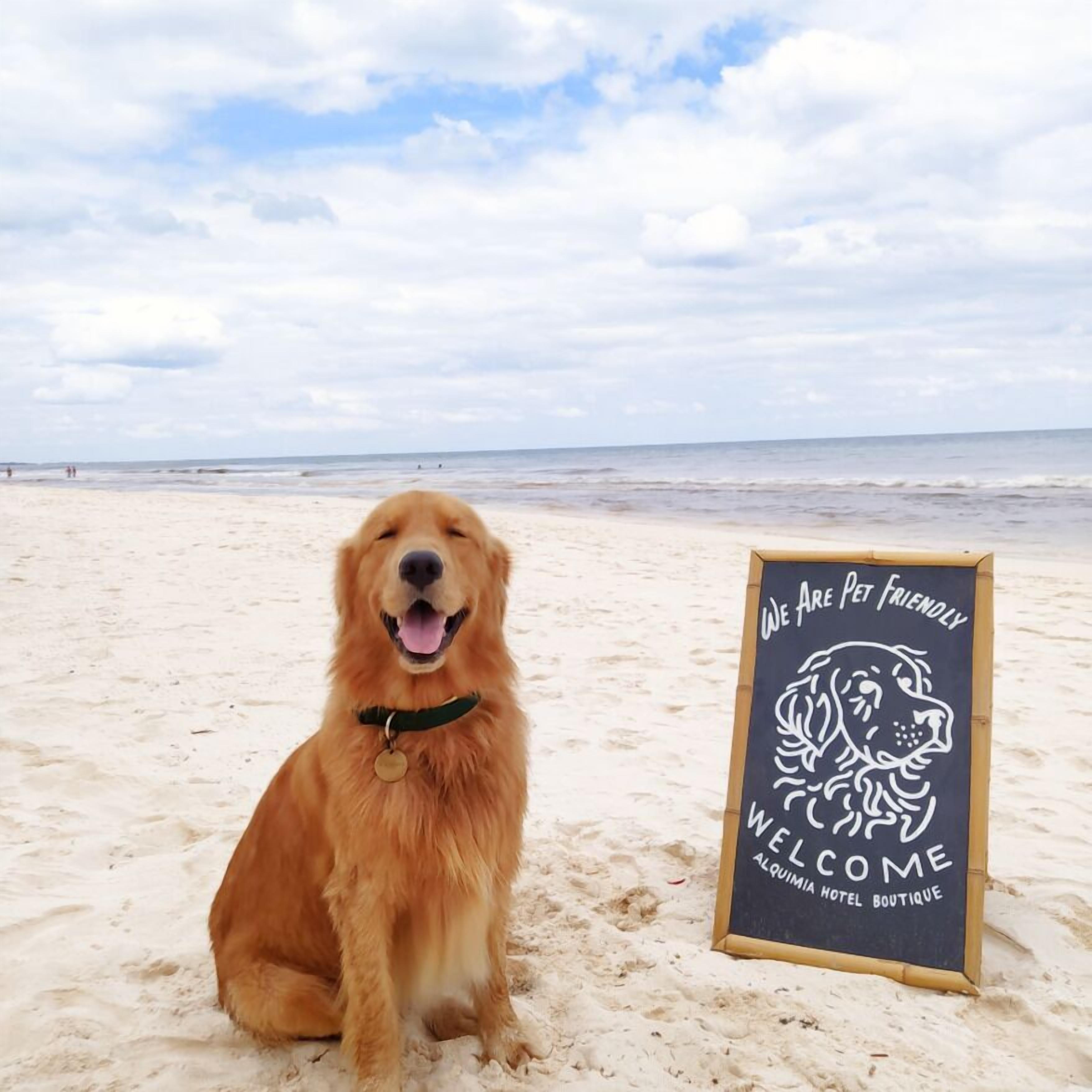 Un golden retriever sentado en una playa con un cartel que dice "We Are Pet Friendly Welcome Alquimia Hotel Boutique".