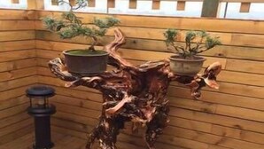 Una mesa de madera con un diseño abstracto y singular, rodeada de plantas en macetas.
