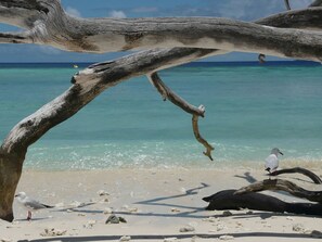 A beach with a large, weathered tree trunk in the foreground and a clear blue sea in the background.