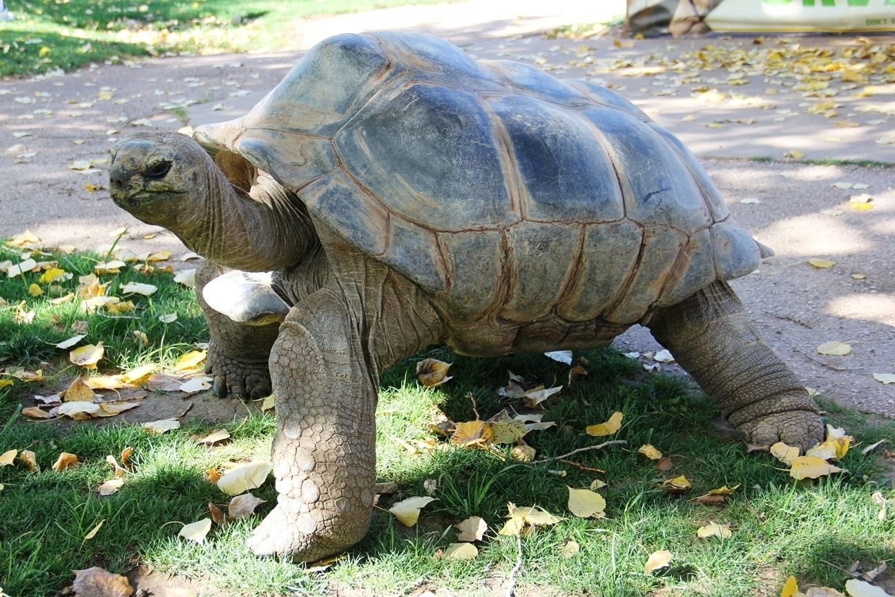 Eine Schildkröte auf einem gepflasterten Weg zwischen Gras und herbstlichen Blättern.
