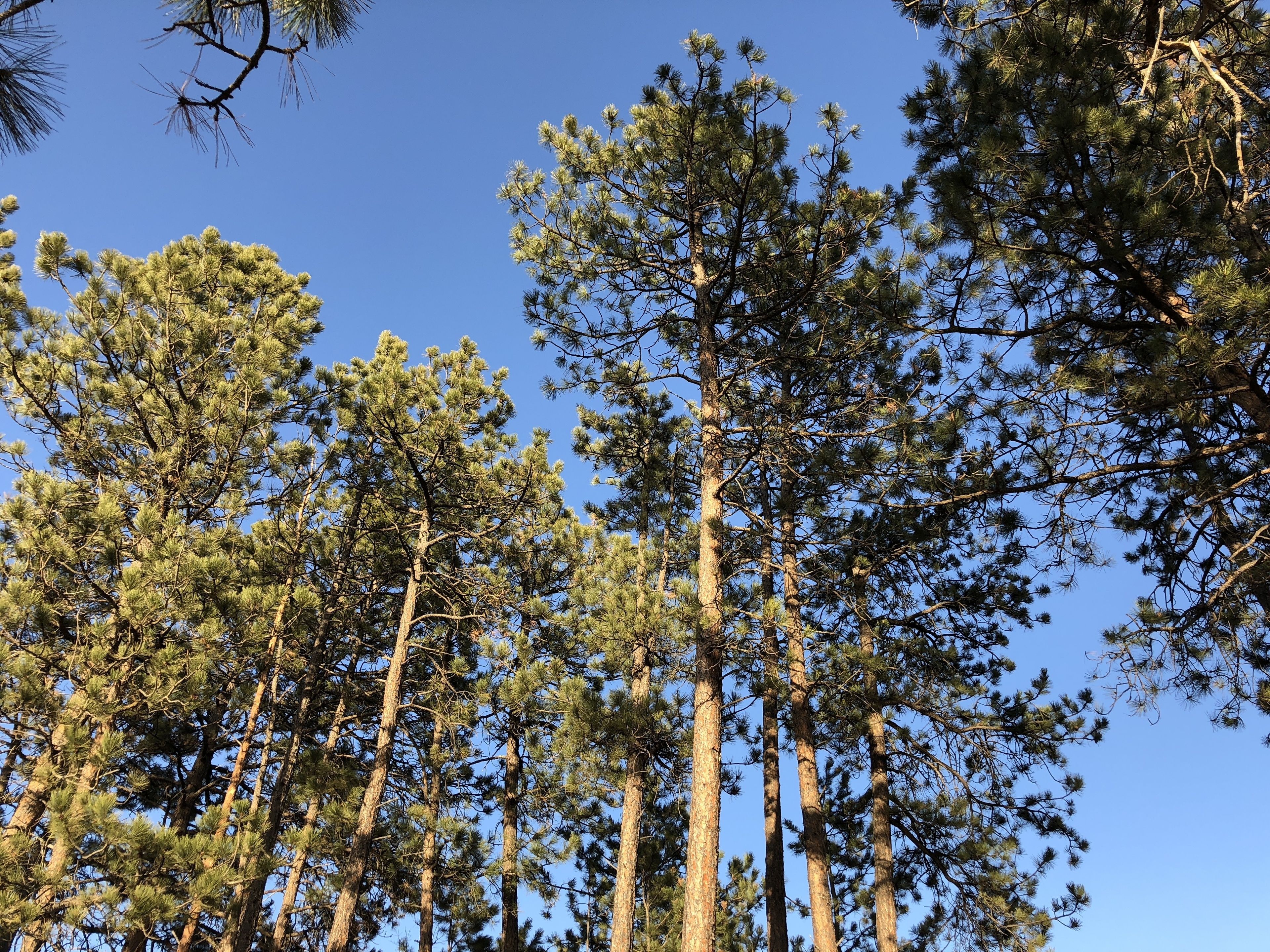 Tall pine trees against a clear blue sky.