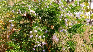 Un giardino con diverse piante e fiori.