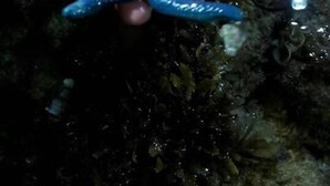 Una mano sosteniendo una estrella de mar azul.