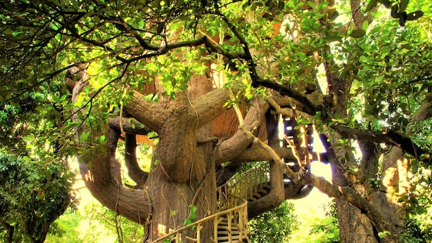 Nhà trên cây, 1 giường đôi