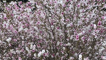 A dense cluster of flowering trees with pink and white blossoms.