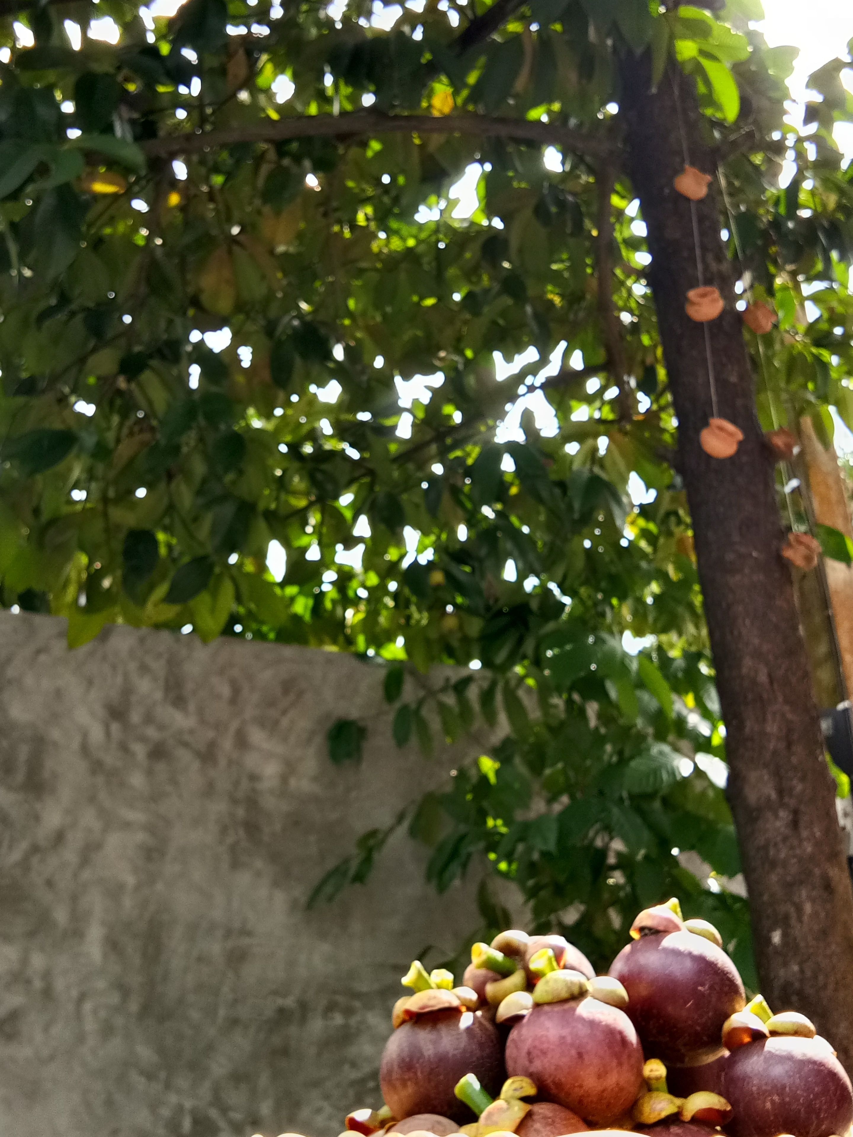 A tree with green leaves and a wall in the background.