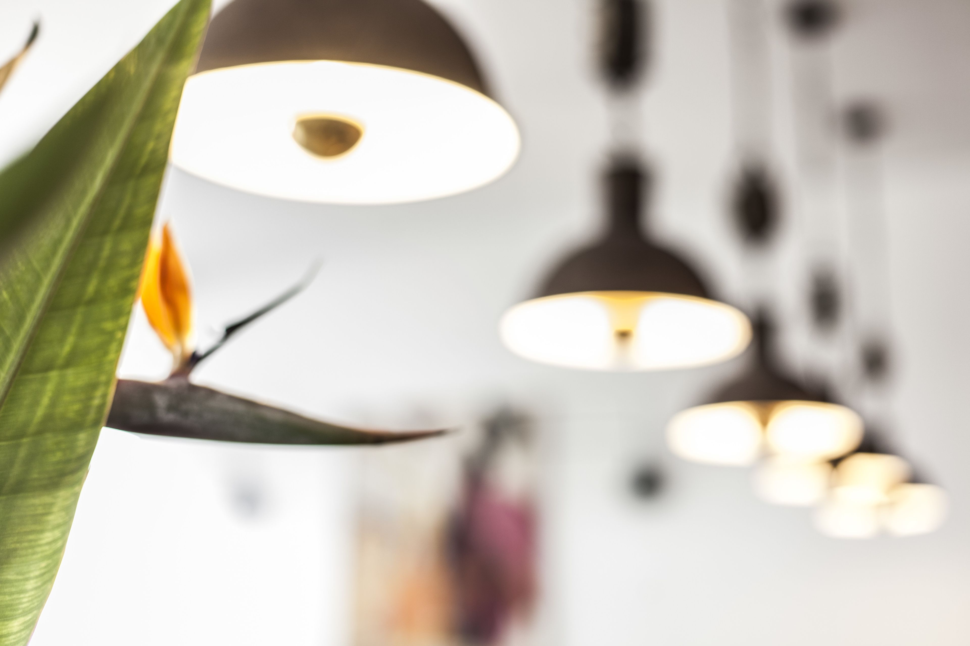 A blurred interior with hanging lights and a plant.