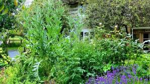Un jardin où l’on trouve une grande variété de plantes et de fleurs, un chemin bordé de briques et, au fond, un bâtiment dont le toit est recouvert de chaume.