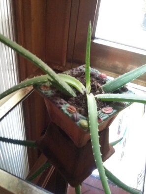 Lobby - The Giacomo'S House (Rome)