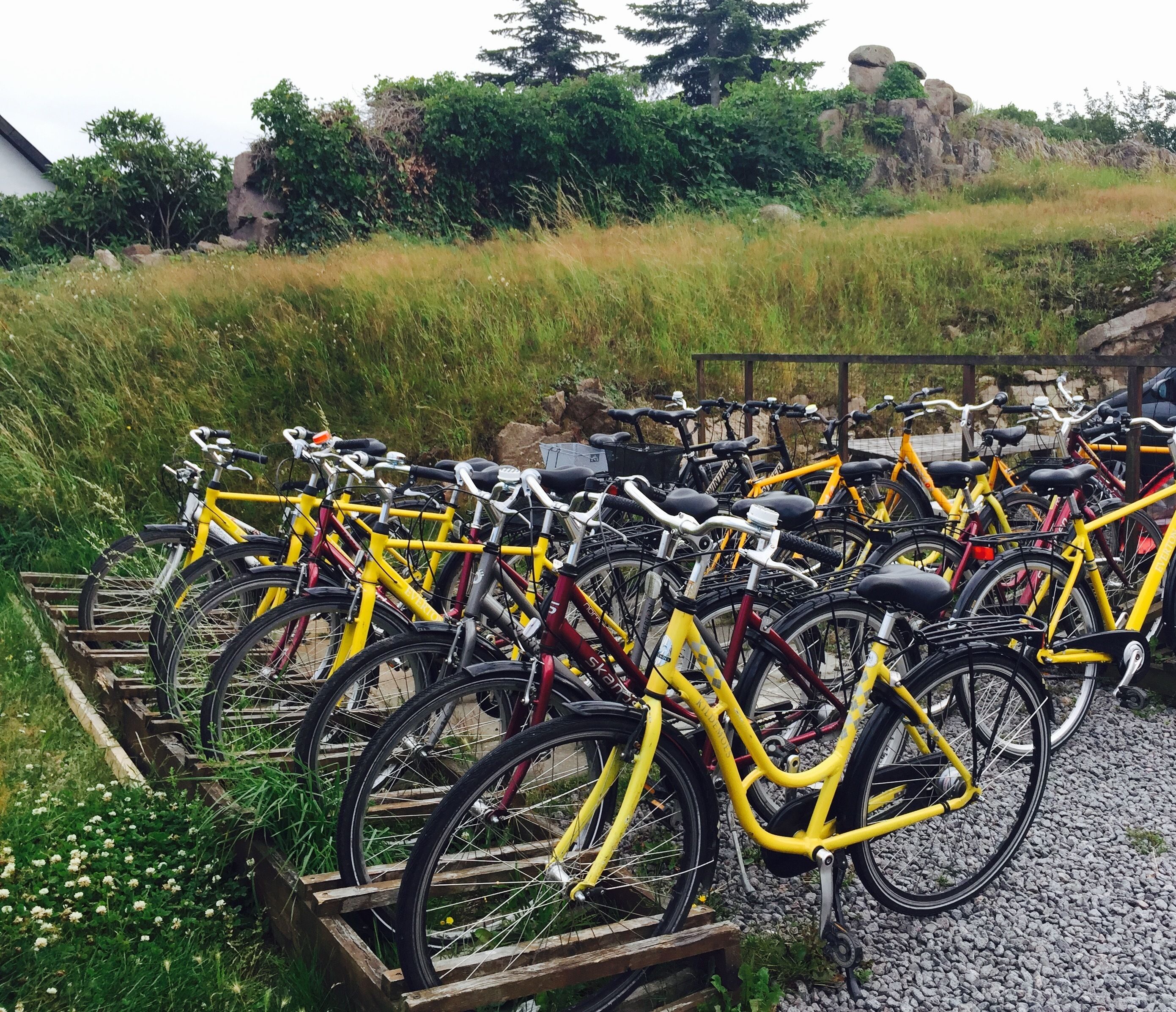 A row of yellow bicycles parked on a gravel path with greenery in the background.