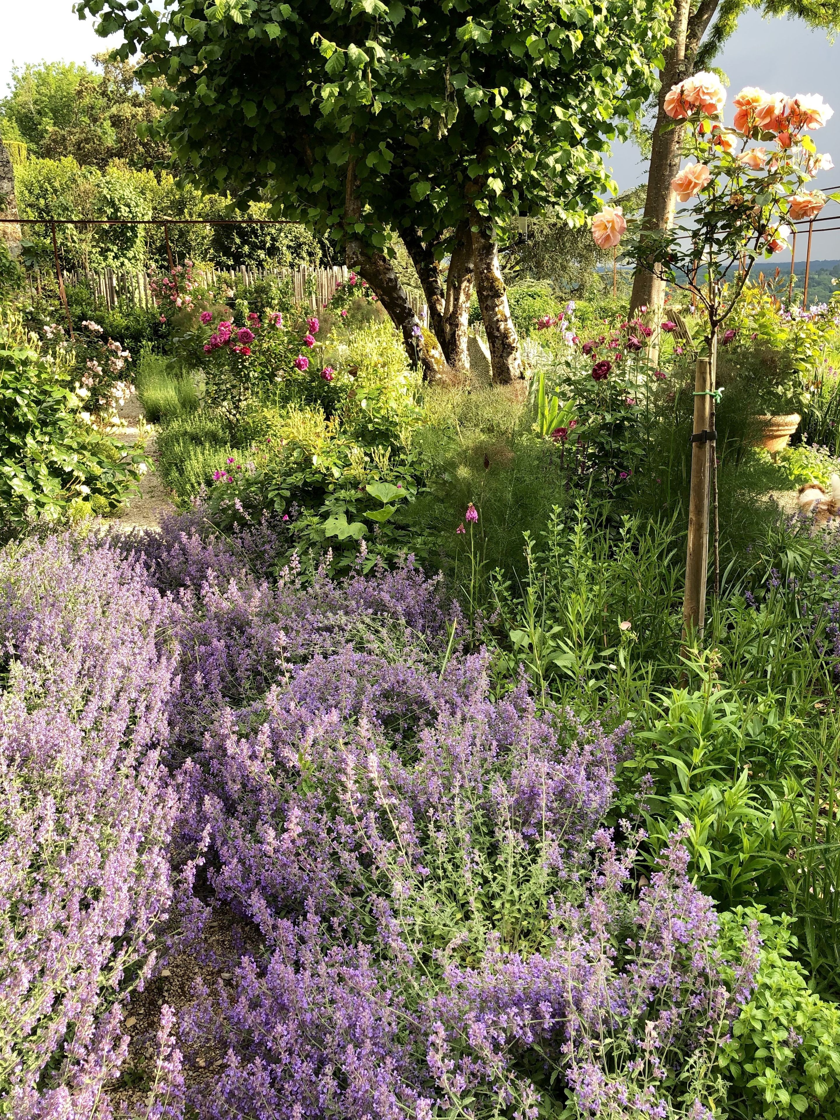 Un jardín con diversas plantas y flores, incluyendo lavanda y rosas.
