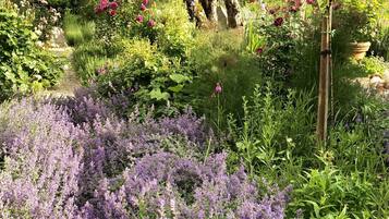 Un jardín con diversas plantas y flores, incluyendo lavanda y rosas.