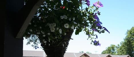A hanging flower basket with white and purple flowers in front of a row of white buildings with brown roofs.