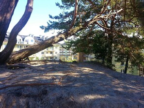 Stunning views of a serene landscape unfold with a majestic tree trunk leading to a residential area in the distance.