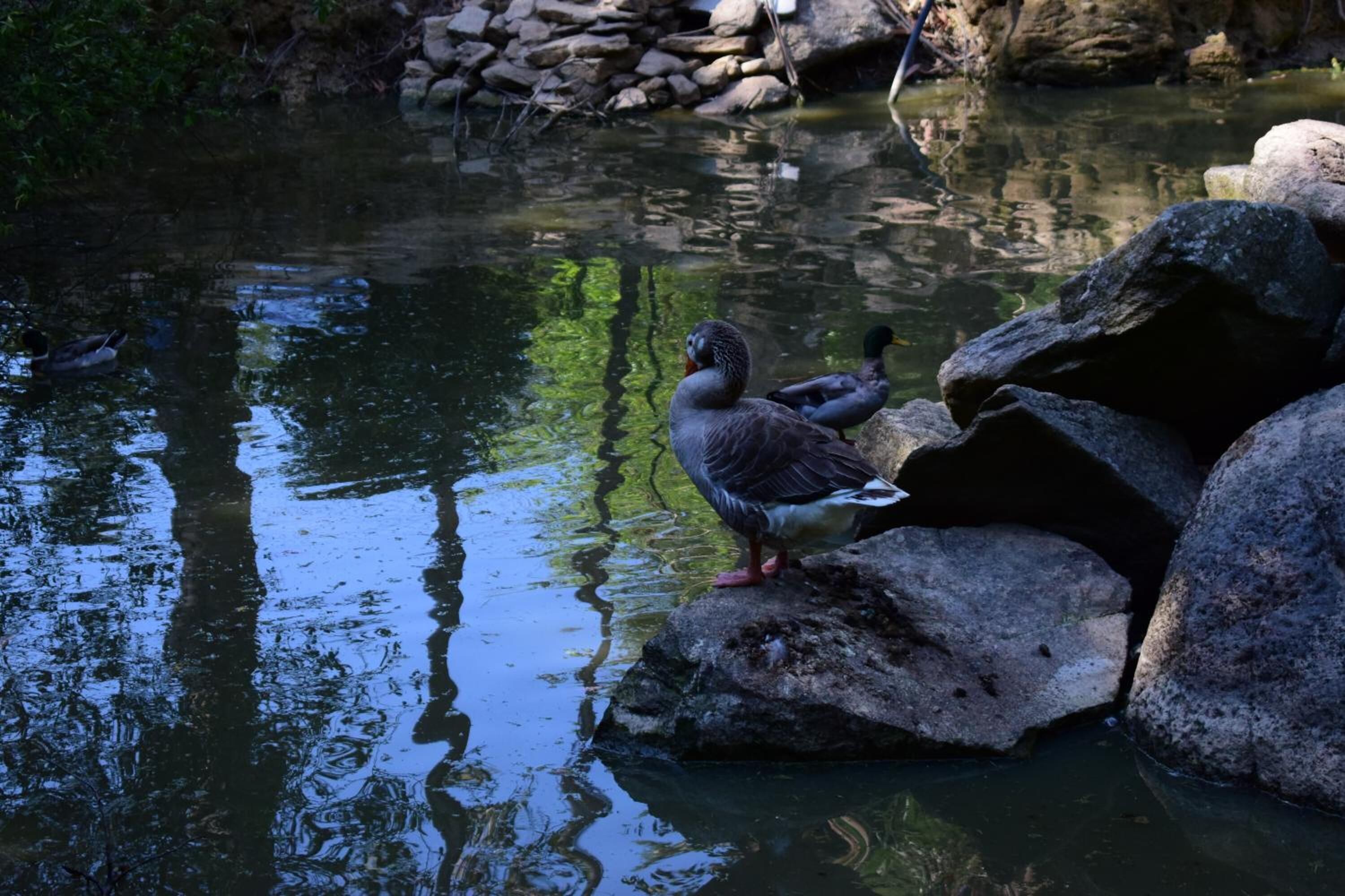 A pond with ducks and rocks.