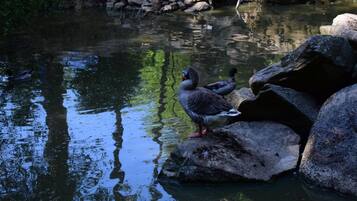 A pond with ducks and rocks.