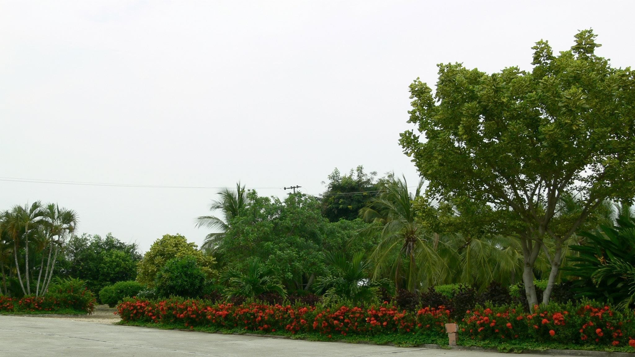 A paved area with dense greenery and red flowering plants.