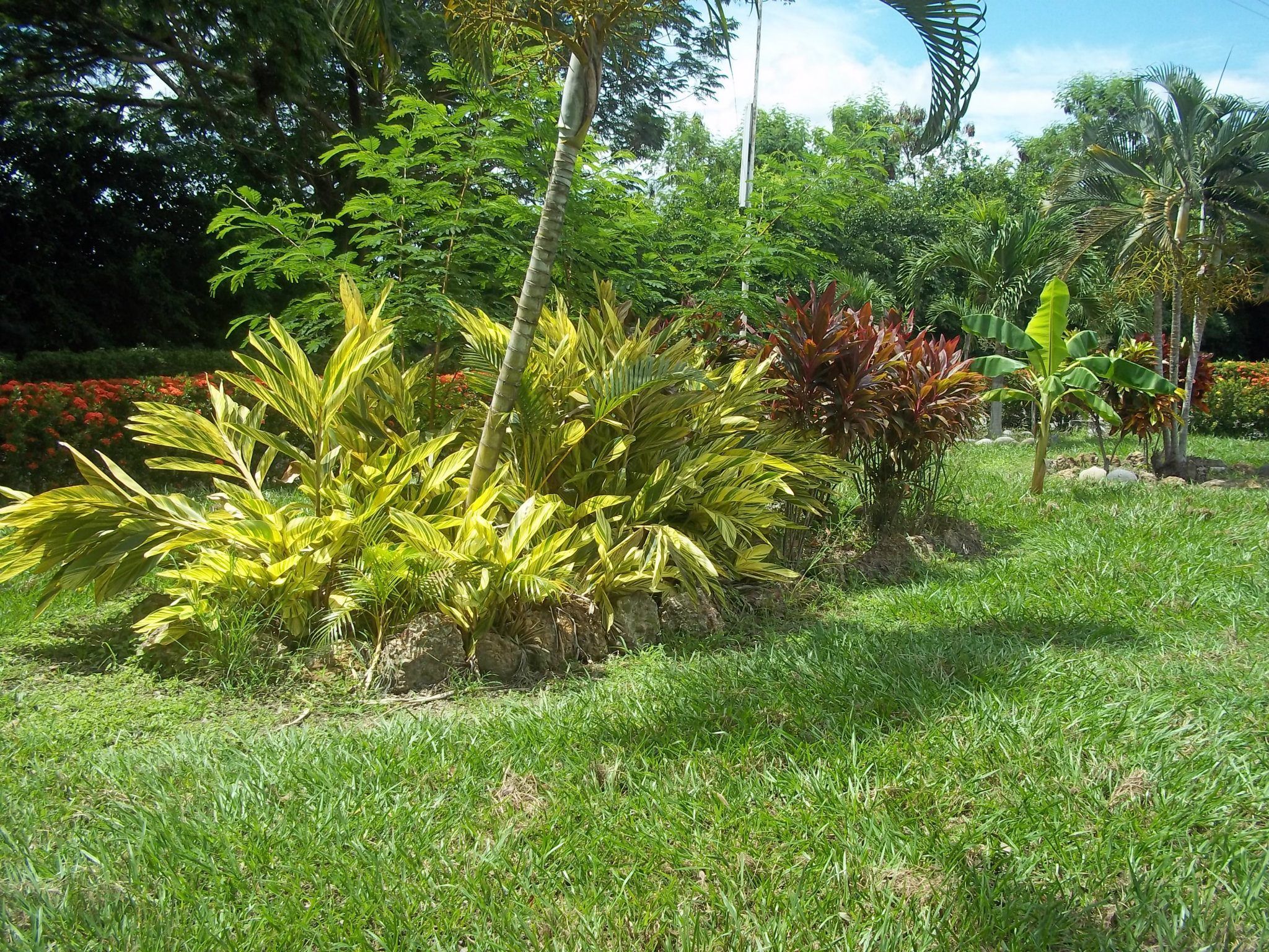 Un exuberante jardín con diversas plantas y árboles, incluyendo una destacada palmera.