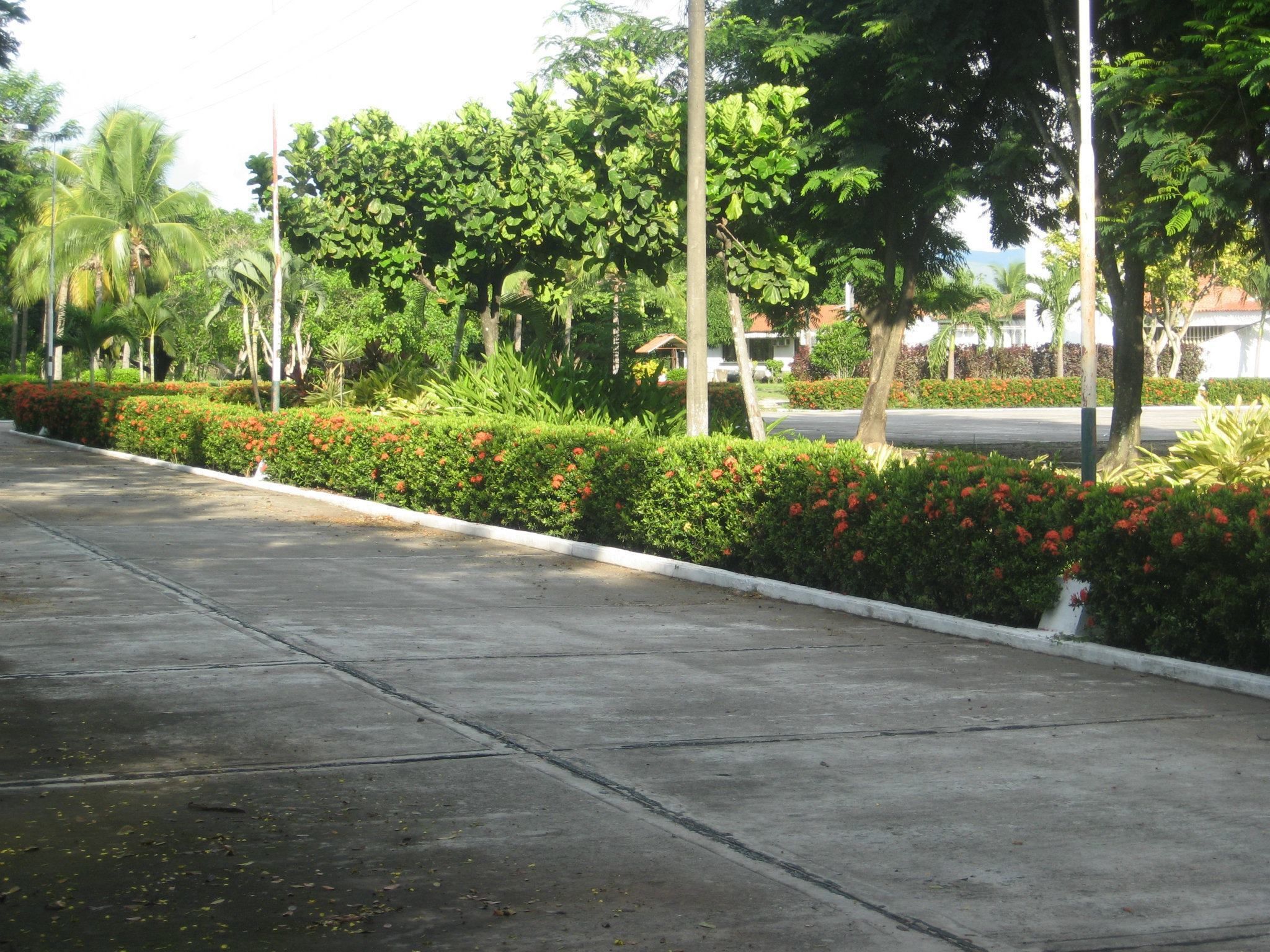 A paved pathway lined with green hedges and red flowers, trees, and a clear sky.