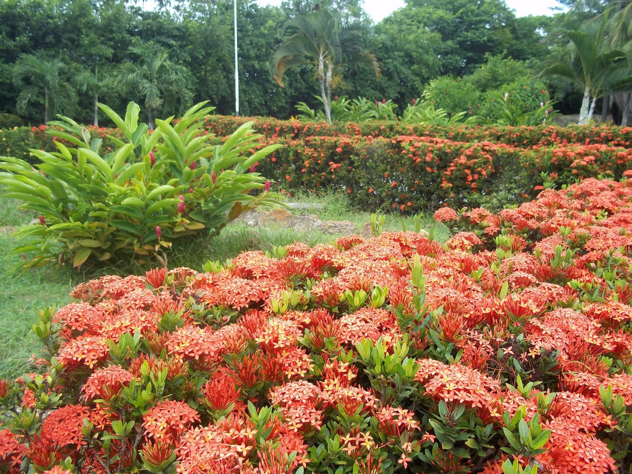 A garden with various plants and flowers.
