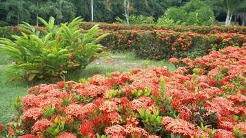 A garden with various plants and flowers.