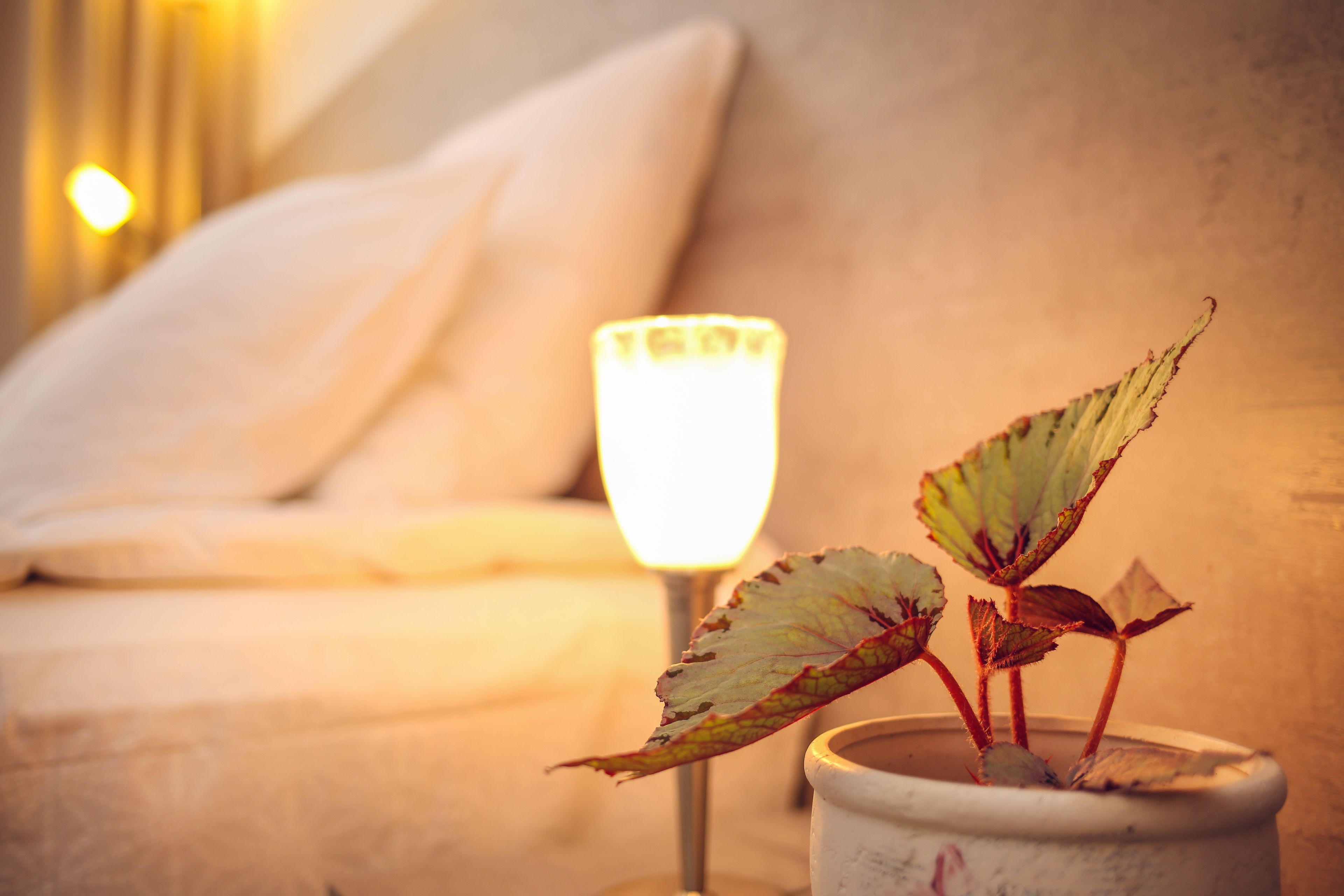 A plant in a white pot on a bedside table with a lit lamp in the background.