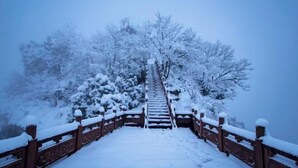Een houten brug met sneeuwbedekte leuningen die naar een bebost gebied leidt.