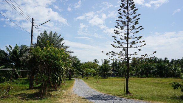 A rural road with a gravel path, surrounded by greenery and palm trees.