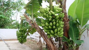 A banana tree with multiple bunches of green bananas.