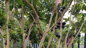A potted tree with black and green fruits, placed on a gravel surface next to a black metal fence. - Mei Cun B&B (Shoufeng)