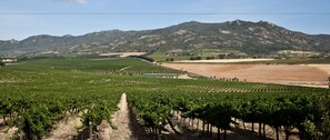 A vineyard with rows of grapevines, a dirt path, and a mountain in the background.