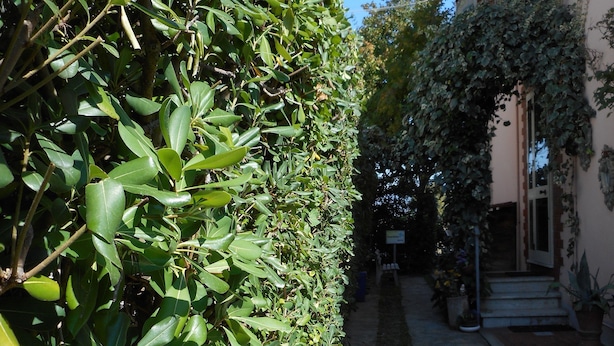 Un sendero bordeado por abundante follaje y una planta en maceta, que conduce a un edificio con entrada y escalones visibles.