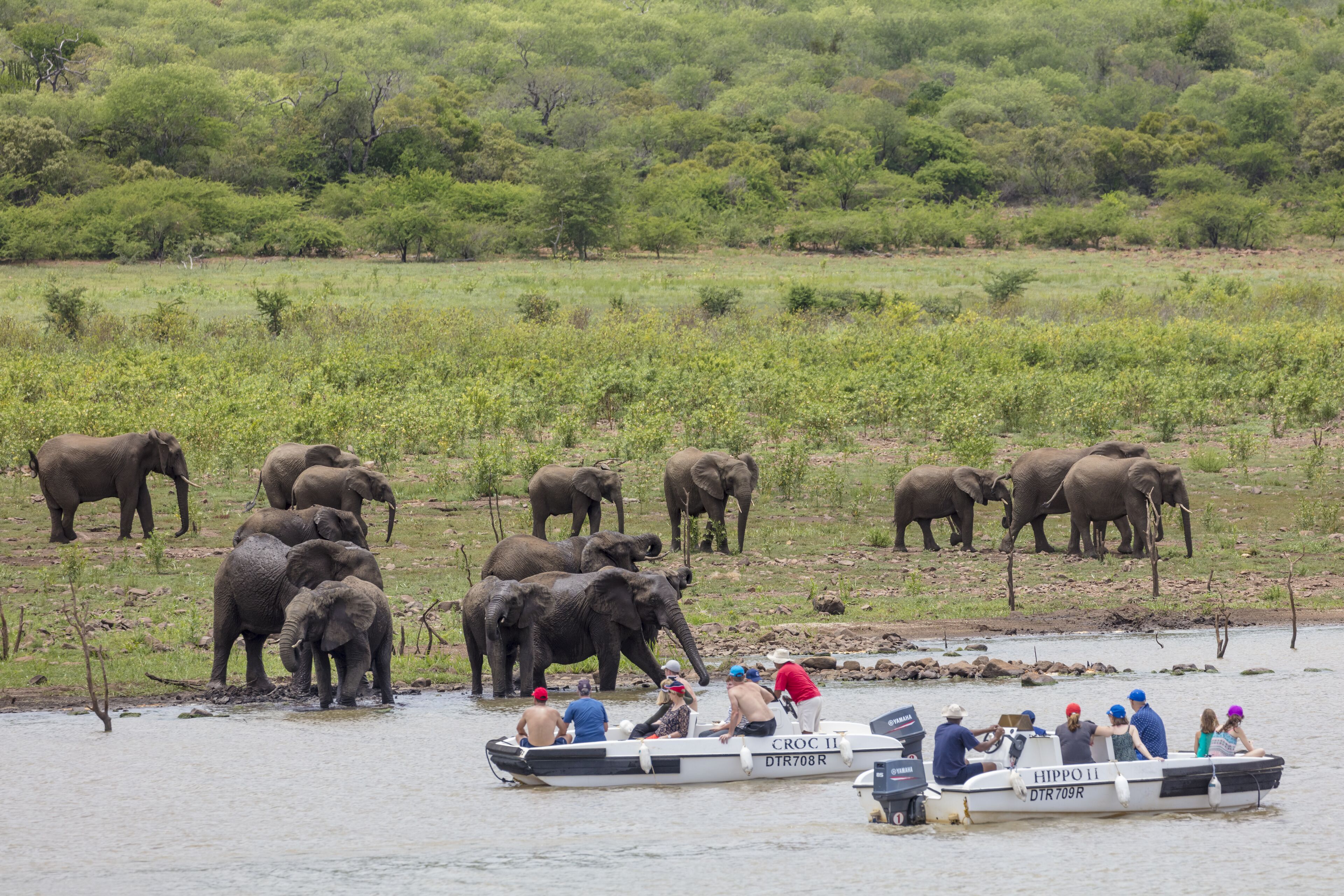 A boat with passengers observing elephants by the water.